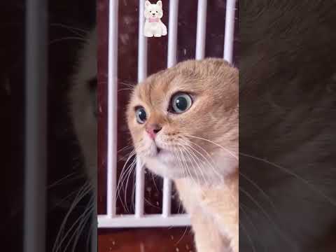 Funny cat videos | cute cats | Try not to laugh | Cat videos Compilation