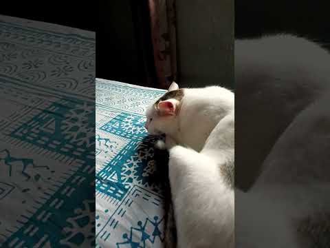 #cat #funny #catvideos #catfunny ????????????????????