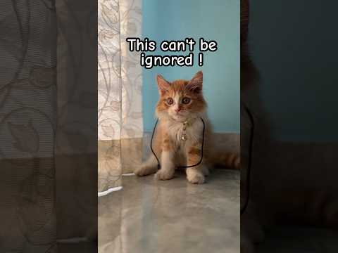 Cuteness that cannot be ignored! ???? #cat #cats #catshorts #funnycats #funny #catvideos #funnyvideo