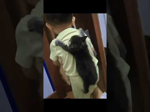 funny cat videos compilation #2026 #cat #entertaininganimals