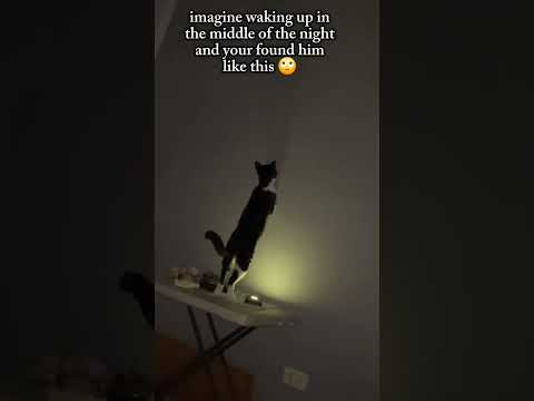FUNNY CAT 219 #cat #cats #catvideos #funny #funnyvideo #shorts #shortvideo #youtubeshortsvideo
