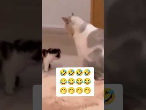 cat funny #shorts