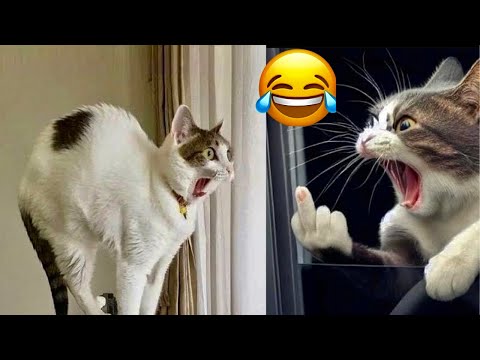 funiest animal 2024/cat funny videos/cat funny videos