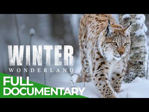 Winter Wonderland: Secrets of the Frozen Wild | Free Documentary Nature