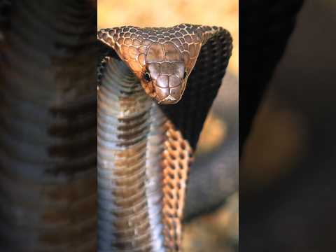 For 48 hours, the cobra took care of the puppies that fell into the well.