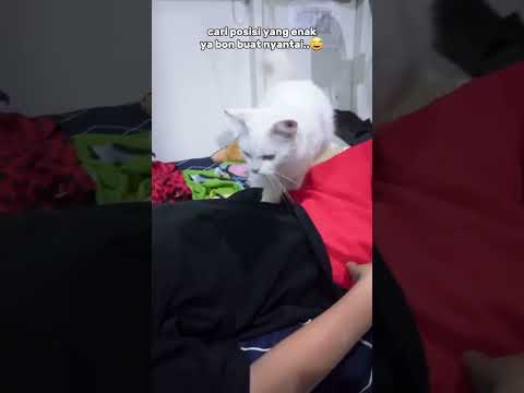 cute kitty,funny cat #cat #catvideos #funnyvideo #pets #animals