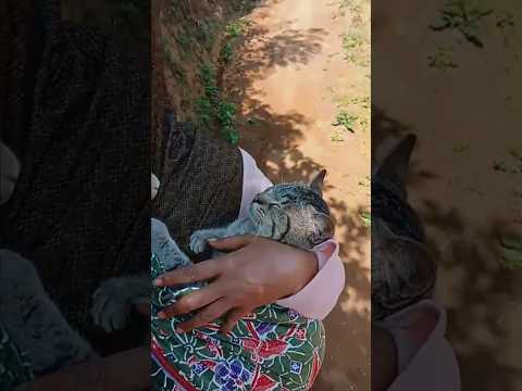 Kucing Nurut Sama Emaknya ???????????? #funnycatvideos #catlovers10m #catlife