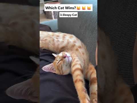 Which Cat Wins? ???????????? #catshorts  #catvideos  #catmemes #funny #cat #pets #memes