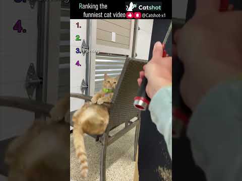 ???? Ranking the Funniest Cat Videos EP.71 #catshot #cat #funny
