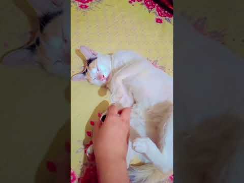 মানুষ কি করে সারাদিন শুয়ে থাকে #catvideos #funny #cat #viral #catfunny