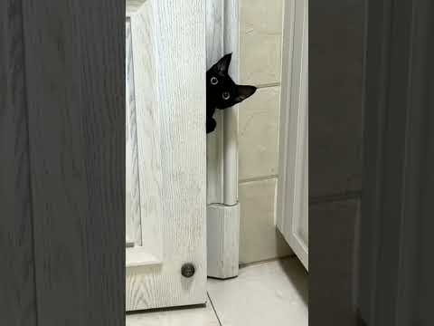 CC Remix: Try Not To Laugh ???? Best Funny Cat Videos 2026 ????