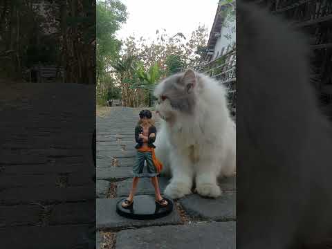 Funny Cat Videos ???? Cute Cat ???? #cat #cats