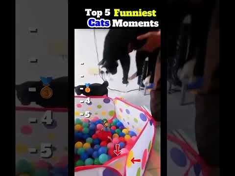 Funny cat videos Try not to Laugh #trending #funny #cat #funniestvideo #funnymoment #pets #kitten