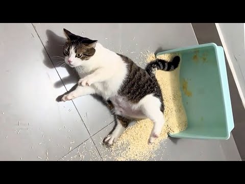 Watch These Hilarious Cat Videos and Try Not To Laugh!