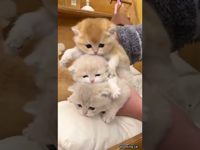 Funny Cat Videos ???? #funny #cat #funnycats