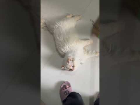 ????????✨???? #cat #petshub #pets #funny #catvideos #cute #kitten #cutecat #petlover #petsrule #love