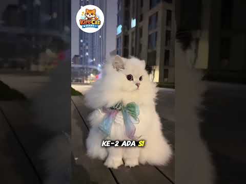 Suka yang mana   #shortvideo #kucinglucu #prettycat #cat #catvideos #kucing #imut #cats