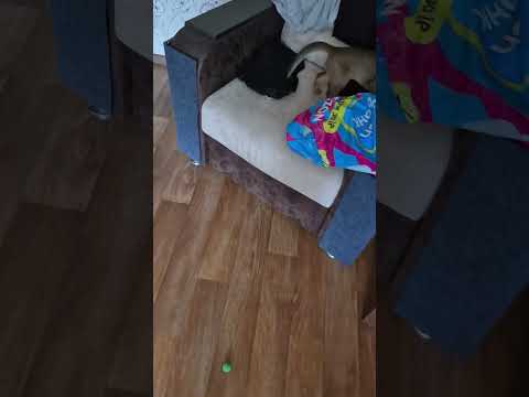 #cat #catvideos #funnycatvideos #shorts #trendingshorts #ytcat #funny #cute