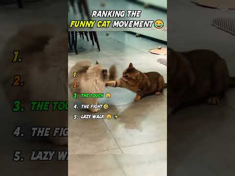 ???? Ranking the Funniest Cat Videos Ever! ????????