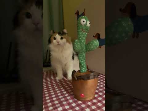 Funny Cat Videos ???? #funny #cat #funnycats #whowillbemylifepartnerta