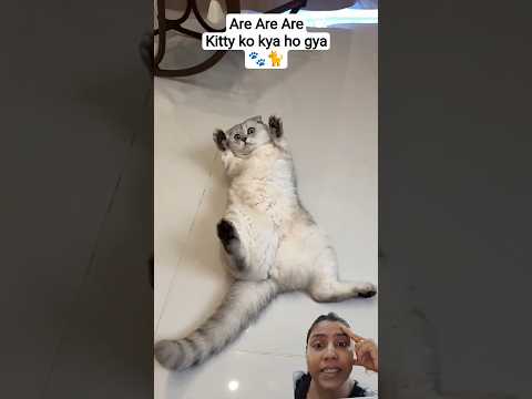 #animals #funny #cat #cats #petsrule #anmals #cute #pets #ytshorts #catvideos #love #cutecat #kitty