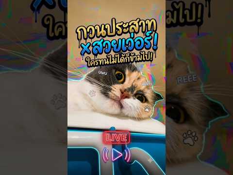 funny cat videos #shorts