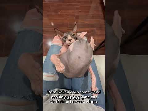 Cat logic no one can explain #cat  #funnycat #cats #funnyvideos #catvideos