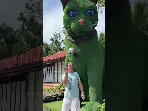 This cat is really alive! ???? #funny #cats #catvideos #tiktok #social #usafunny #catlovers #funpage