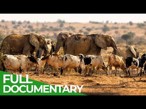 Nature’s Most Incredible Journeys | Wildest Survival | Free Documentary Nature