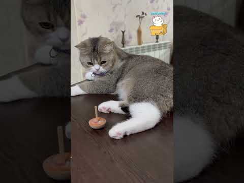 My cute and funny cat ???? #cat #cute #catshorts #catvideos