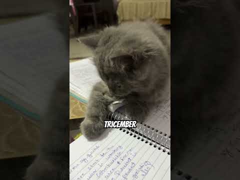 If you’re born in…. #catshorts #funnycat #catvideos #cutecat #viralshorts #kitten #cat