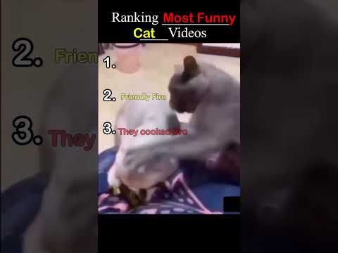 Ranking Funny Cat Videos #catvideos #cat #funnycatvideos #funny #memes