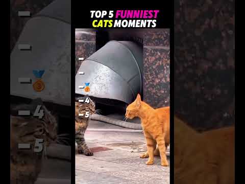 Funny cat videos Try not to Laugh #trending #funny #cat #funniestvideo #funnymoment #pets #kitten