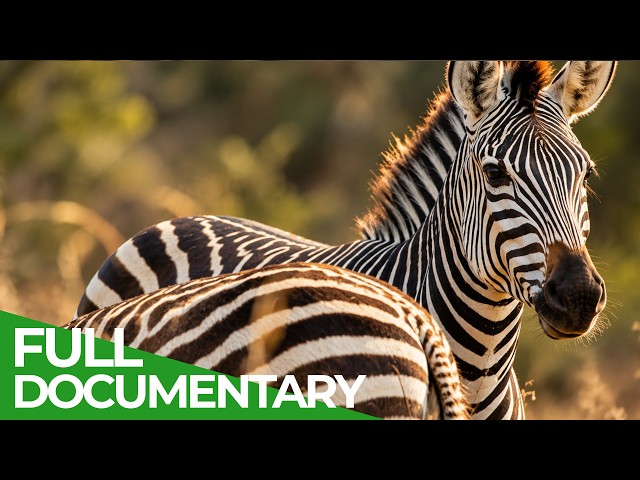 Zebras: Stars With Stripes | Free Documentary Nature