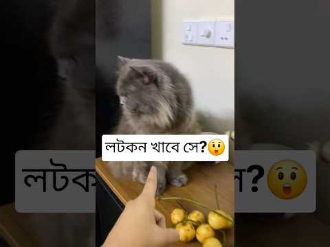 লটকন খাবে সে?????#shorts #funny #catvideos #cat #shortsfeed #ytshorts #viral #trending