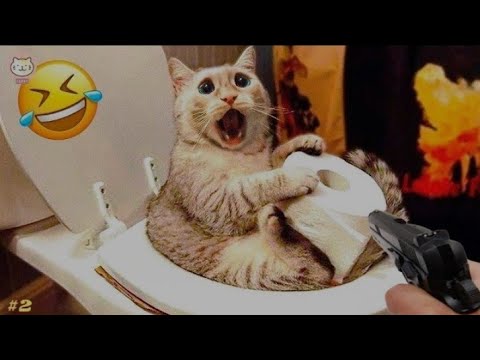 Funny cat videos#2024