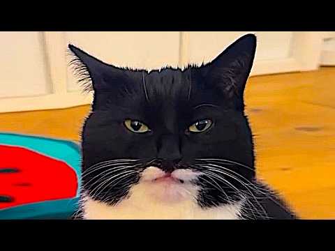 Funny Cats Videos 2024 