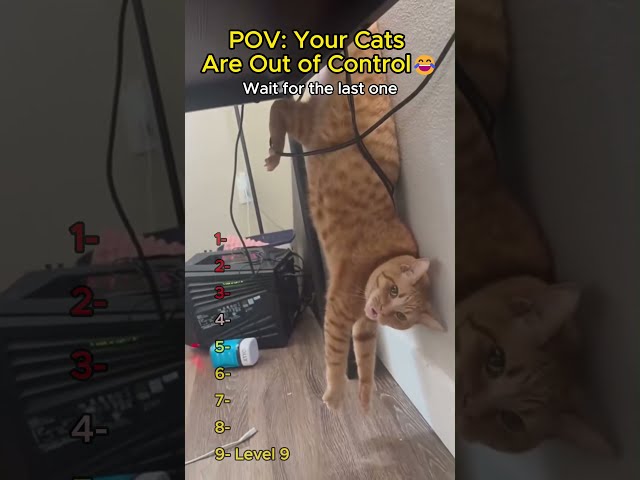 Trying to survive your cat's chaos ???? #funny #cat #shorts