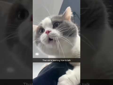 #Funny cat videos part 2!!!❤