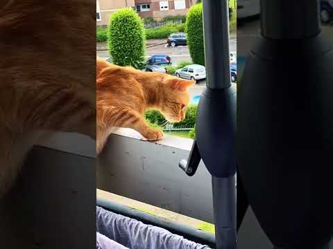 ???? Top 6 Funniest Cats You’ll Ever See! ????#funnycats  #catvideos  #viralcats  #cutecats  #catmoments