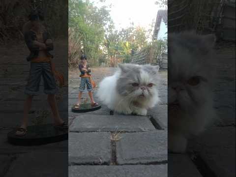 Funny Cat Videos ???? Ming and Luvvy