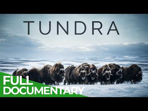 Destination Wild: Tundra | Free Documentary Nature