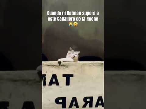 Cuando eres un caballero de la noche ???????? #viralvideo #funny #cat #gatos