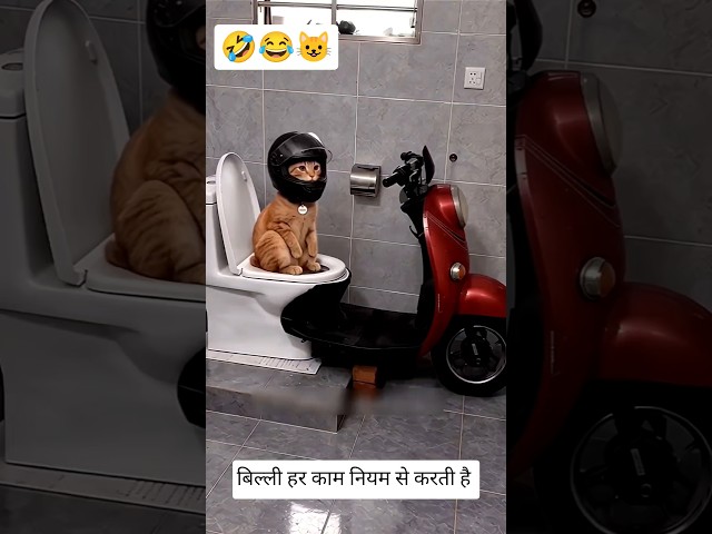 The cat's bathroom is over there..???????????? | funny cats #shorts #funny #comedy #cat #funnycats #trending