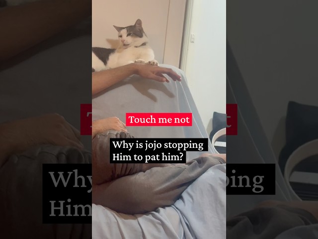 Why do you want to pat me . Touch me not #funnyshorts #funnycatvideos