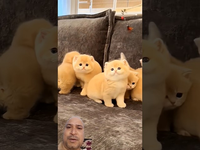 cute cat masti ???????????? #fyp #funny #cats #kitten #catvideos #catshorts