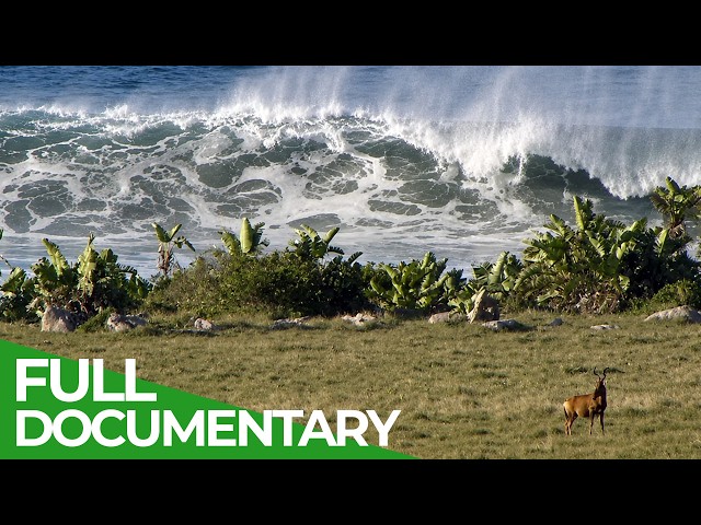 Wonder Shore: Africa’s Most Spectacular Coastline | Free Documentary Nature