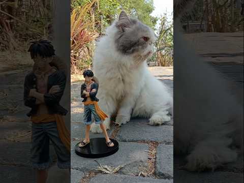 Funny Cat Videos ???? a verry cute (2)