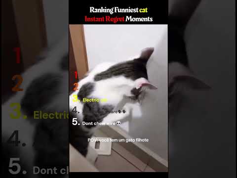 Funniest Cat Instant Regret Moments #funny #cat #catvideos