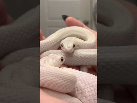 Letting Tofu See Himself In the Mirror #snake #reptiles #animals #pets #cuteanimals